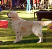 ABBIS SBIS Aust. Grand Champion Chaleur Acclaim to Fame ABBIS SBIS Aust. Grand Champion Chaleur Acclaim to Fame
