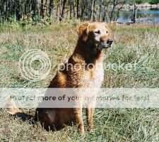 Cedarpond's Skip Away ***