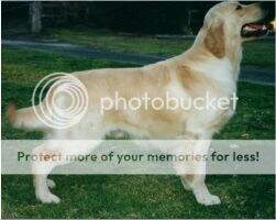 Australian Champion Dobro Colonial Boy