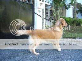 Ph. Gr. Ch. Gquest Fancy Starlet