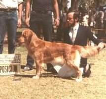 Mex & Int'l Ch Camelot's Scherezada