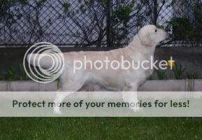 H Junior CH Stanroph Steal The Glory H Junior CH Stanroph Steal The Glory