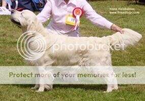 Sh. Ch. Erinderry Gaelic Gold Of Glenavis Sh. Ch. Erinderry Gaelic Gold Of Glenavis