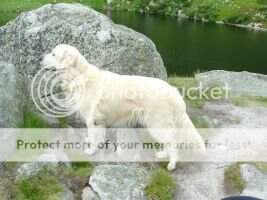 Pl.J.Ch., Pl.Ch. Complement Tylko Ten Talmigold