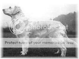 Dutch Ch. Ilione v.d. Drunenborgh