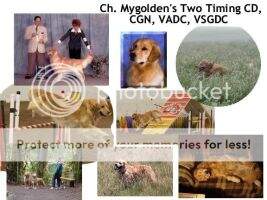 Mygolden's Two Timing C.D. VADC VSGDC