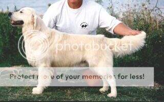 ICH MCH Veteran CH Karvin Avalanche Top golden retriever 02 in ?RC Club winner ICH MCH Veteran CH Karvin Avalanche Top golden retriever 02 in ?RC Club winner