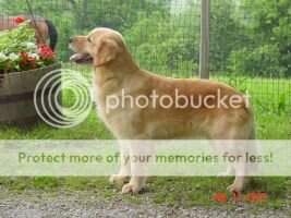 Buckeye Frolicsome