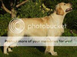 EST EST & LV & LT & BALT & BLR & RUS CH Delibes's Countryboy Chap EST VET CH