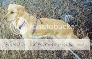 Auburnmist Faithful Friend