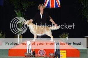 Aust Ch Giltedge Charlotte