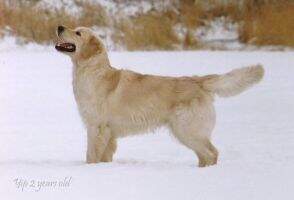 EST Vet CH Yellows Yellow-Watermelon-Yippee