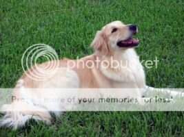 Goldruls More Good Times
