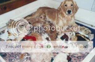 Chien d'Or's Earth Angel