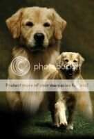 Arg Br Pan CH Golden Trip's First Victoria