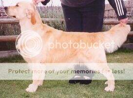 Aust & Ind CH Elbadari Star Ov Zwion