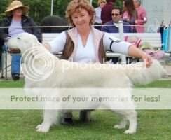 Aust. CH. Xanthos Fletcher Christian JW, Gundog Aust. CH. Xanthos Fletcher Christian JW, Gundog