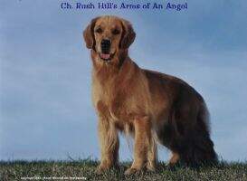 Ch. Rush Hill's Arms Of An Angel