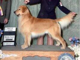UKC CH. Caymen's FoxRun B'yond Belief