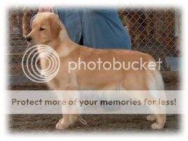 BPIS Ch. Prospectors Butterfly Kiss BPIS Ch. Prospectors Butterfly Kiss