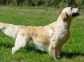 AW ''01 German VDH-champion Intermezzo v.d Beerse Hoeve AW ''01 German VDH-champion Intermezzo v.d Beerse Hoeve
