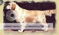 Dutch Ch. Dual Purpose Lionheart Dutch Ch. Dual Purpose Lionheart