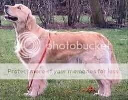 GrChRus Ua Ger Lit Bal RKF VDH NRC Onore D'Alon Gerda FT-DUCK GrChRus Ua Ger Lit Bal RKF VDH NRC Onore D'Alon Gerda FT-DUCK