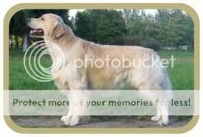 Rus, Bel, RKF Ambergold GK Artful Award Bl.Tr., Ft.Duck