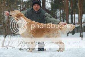 Ch. AMBERGOLD GK ARJANA VEDJA Bl.Tr., Ft.Duck