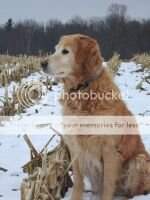 Shurmark's Dutchess Shurmark's Dutchess