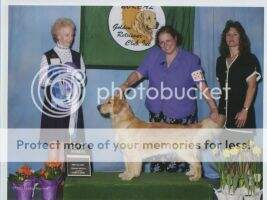 Firestar-Seeshaw Paws 'N Play