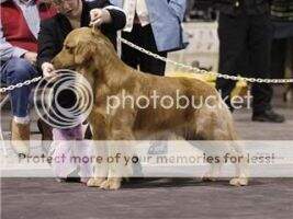 Corum Bring Home the Bacon Corum Bring Home the Bacon
