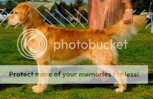 Springcreek's Miss Dixie Belle RA