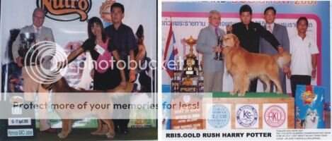 BIE INA. CH. TH. CH. Gold Rush Harry Potter