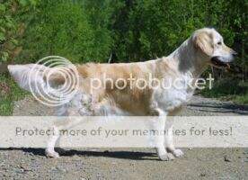 Fi Ch Fin Ob Ch S Ob Ch Lilldale's Golden Fashion