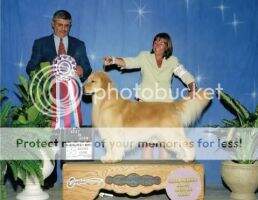 &GCH/ Arg CH&GCH. Ag-Golden Age Diamond Intican &GCH/ Arg CH&GCH. Ag-Golden Age Diamond Intican