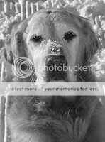 Besstock Duke Besstock Duke