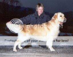 Aureus Armstrong of Kinsales Spirit