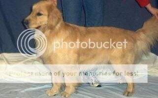 Rebelcreek's Cloverleaf Chloe Rebelcreek's Cloverleaf Chloe