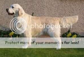 Linirgor Bayley Irish Cream