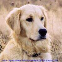 Myriosa Water Off A Ducks Back Can/Am Therapy Dog