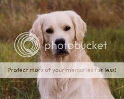Intl. Sh. Ch. Carsfaddam Lochinvar AXP AJP Intl. Sh. Ch. Carsfaddam Lochinvar AXP AJP