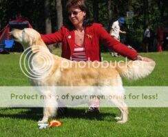 Fin & Est Ch Karvin Hip Hooray 4th Top Winning Golden Retriever bitch 2004