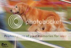 Runnymede Gracie By Moonlight RA AXP AJP NAC NJC PD1