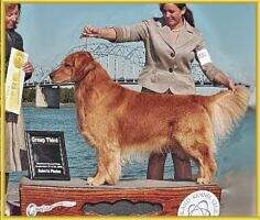 Am/Can/Int'l/Vet Ch Valor's No Biz Like Show Biz BOSS MVBIS