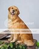 U-GRCH U-CD TOTAL GUN DOG Windmeres Lil Ginger Snap U-GRCH U-CD TOTAL GUN DOG Windmeres Lil Ginger Snap