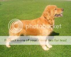 Merlin The Gold Wizard Rucahue