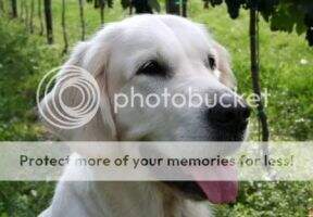 Timeless Golden Anny Mae