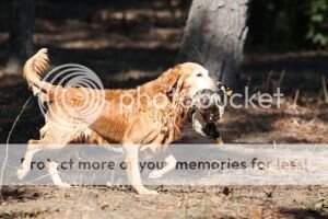 Riverwoods Heza Wildgame Keeper MNH *** HTHF