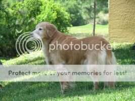 Amberwood's It Wasn't Me